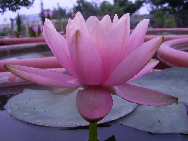 按此在新視窗瀏覽圖片