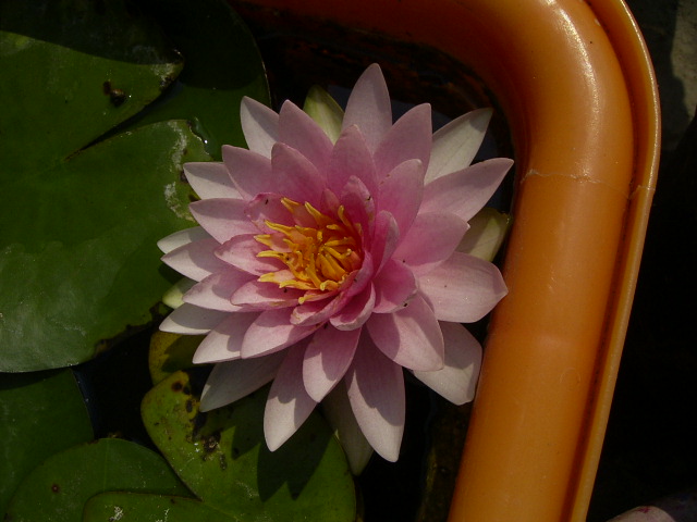 按此在新視窗瀏覽圖片