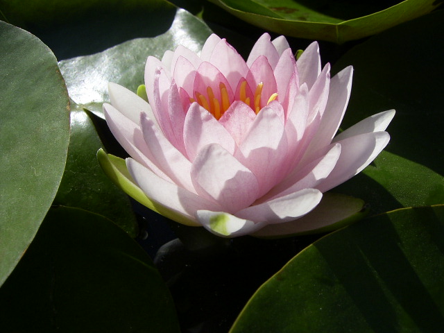 按此在新視窗瀏覽圖片