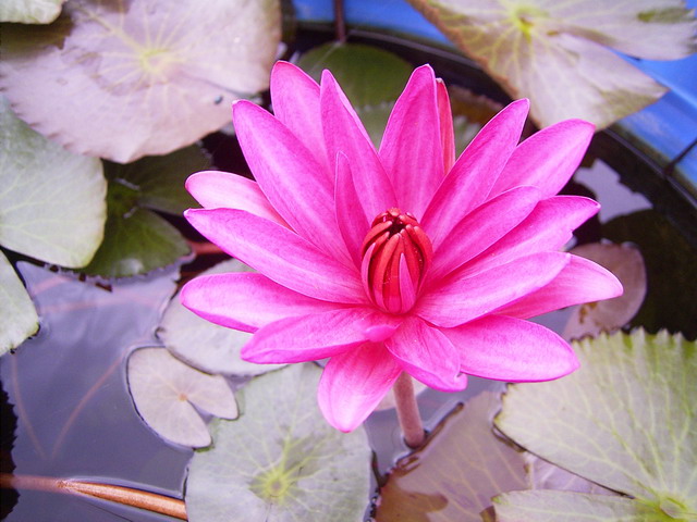 按此在新視窗瀏覽圖片