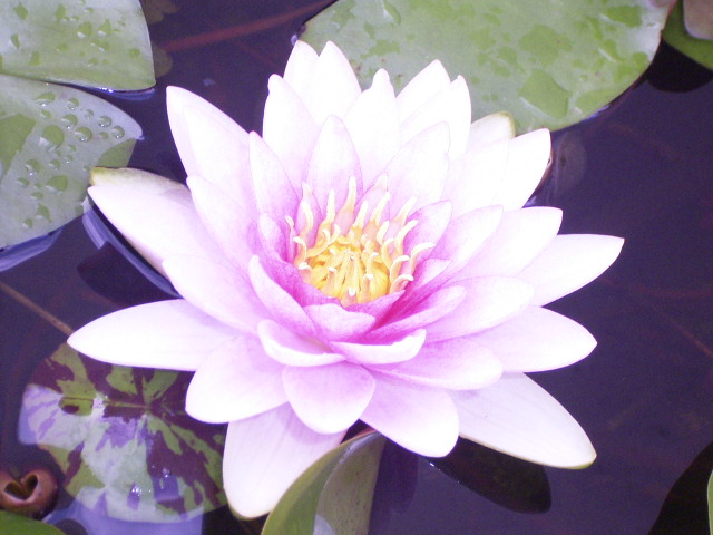 按此在新視窗瀏覽圖片