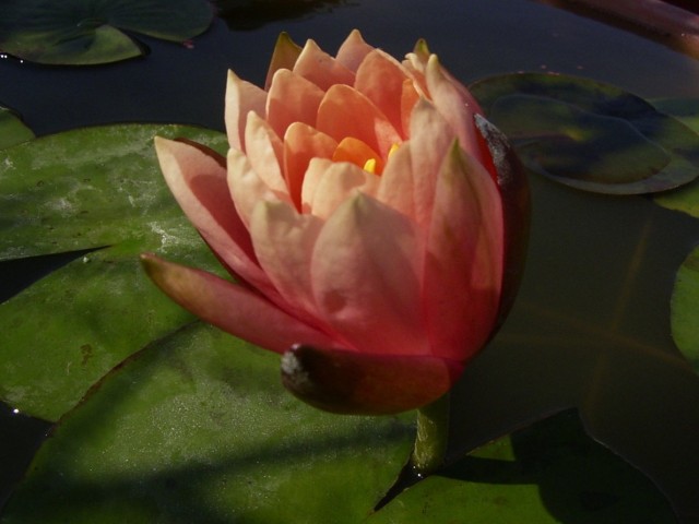 按此在新視窗瀏覽圖片