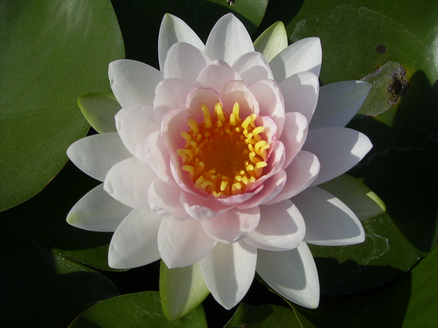 按此在新視窗瀏覽圖片