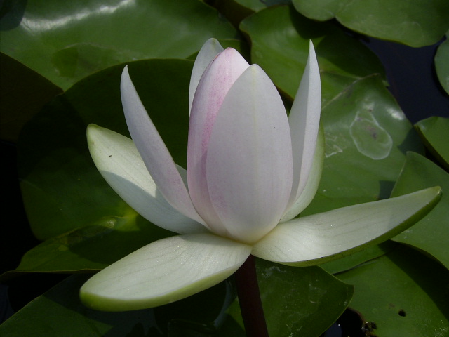 按此在新視窗瀏覽圖片