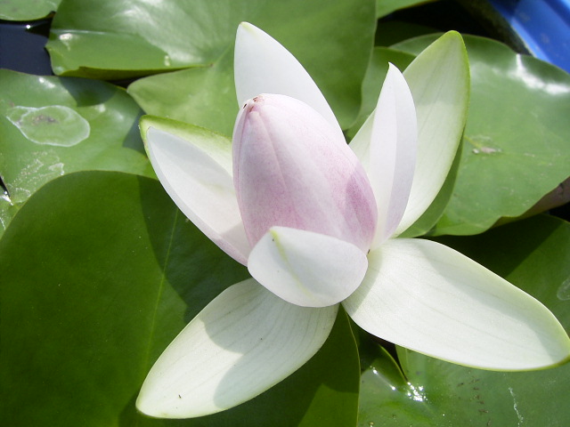 按此在新視窗瀏覽圖片