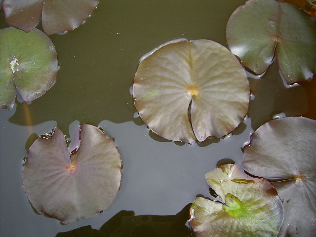 按此在新視窗瀏覽圖片