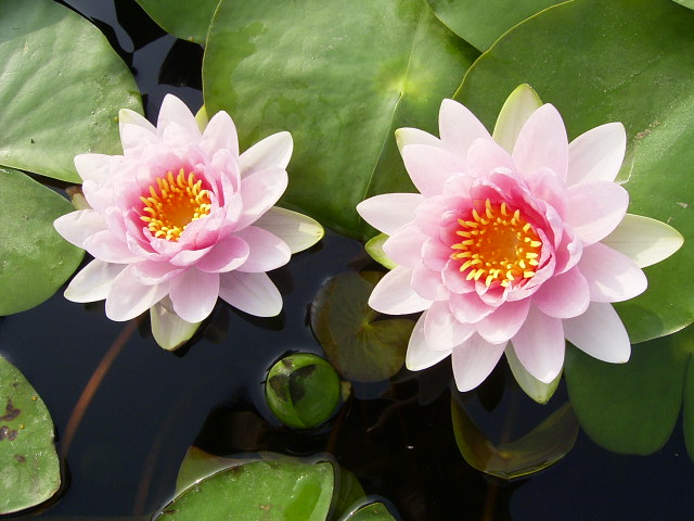 按此在新視窗瀏覽圖片