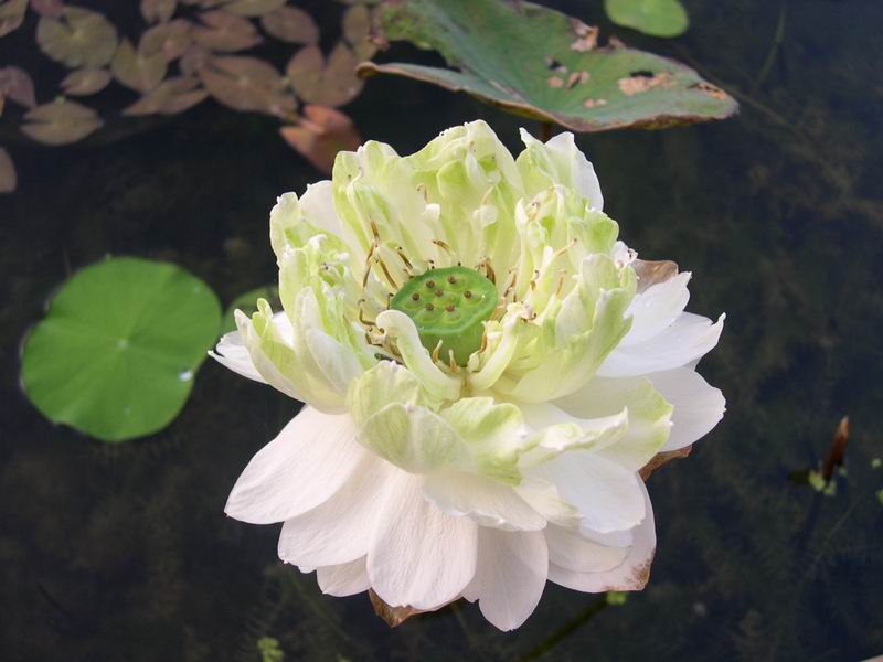 按此在新視窗瀏覽圖片