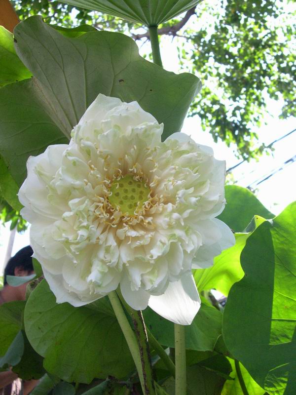 按此在新視窗瀏覽圖片