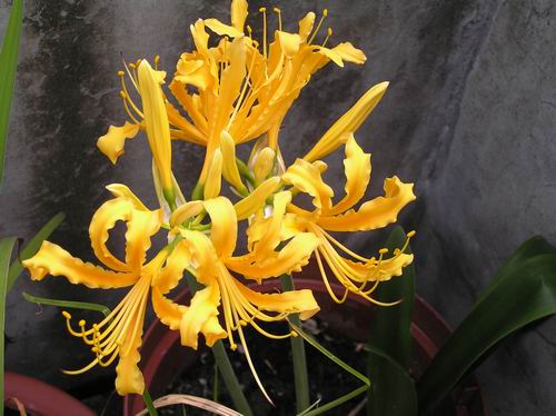 «ö¦¹¦b·sµøµ¡ÂsÄý¹Ï¤ù