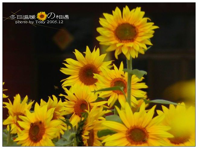 按此在新視窗瀏覽圖片