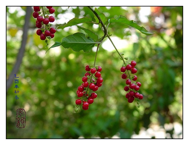 按此在新視窗瀏覽圖片