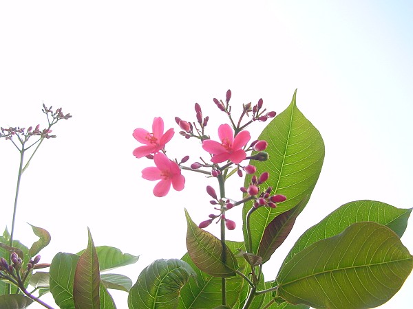 按此在新視窗瀏覽圖片