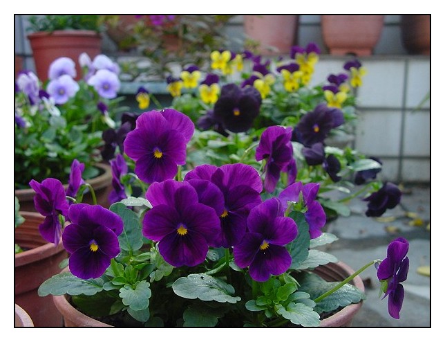 按此在新視窗瀏覽圖片