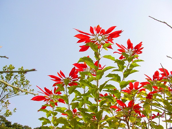 按此在新視窗瀏覽圖片