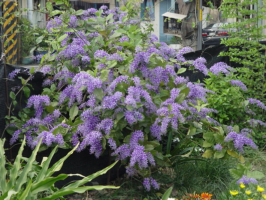 按此在新視窗瀏覽圖片