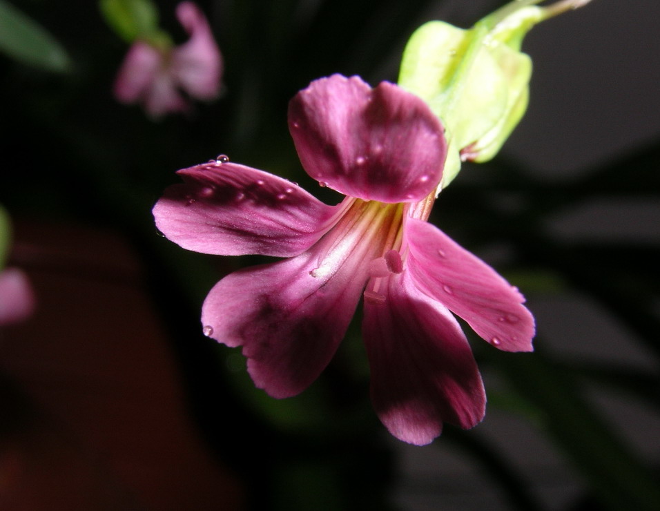 按此在新視窗瀏覽圖片