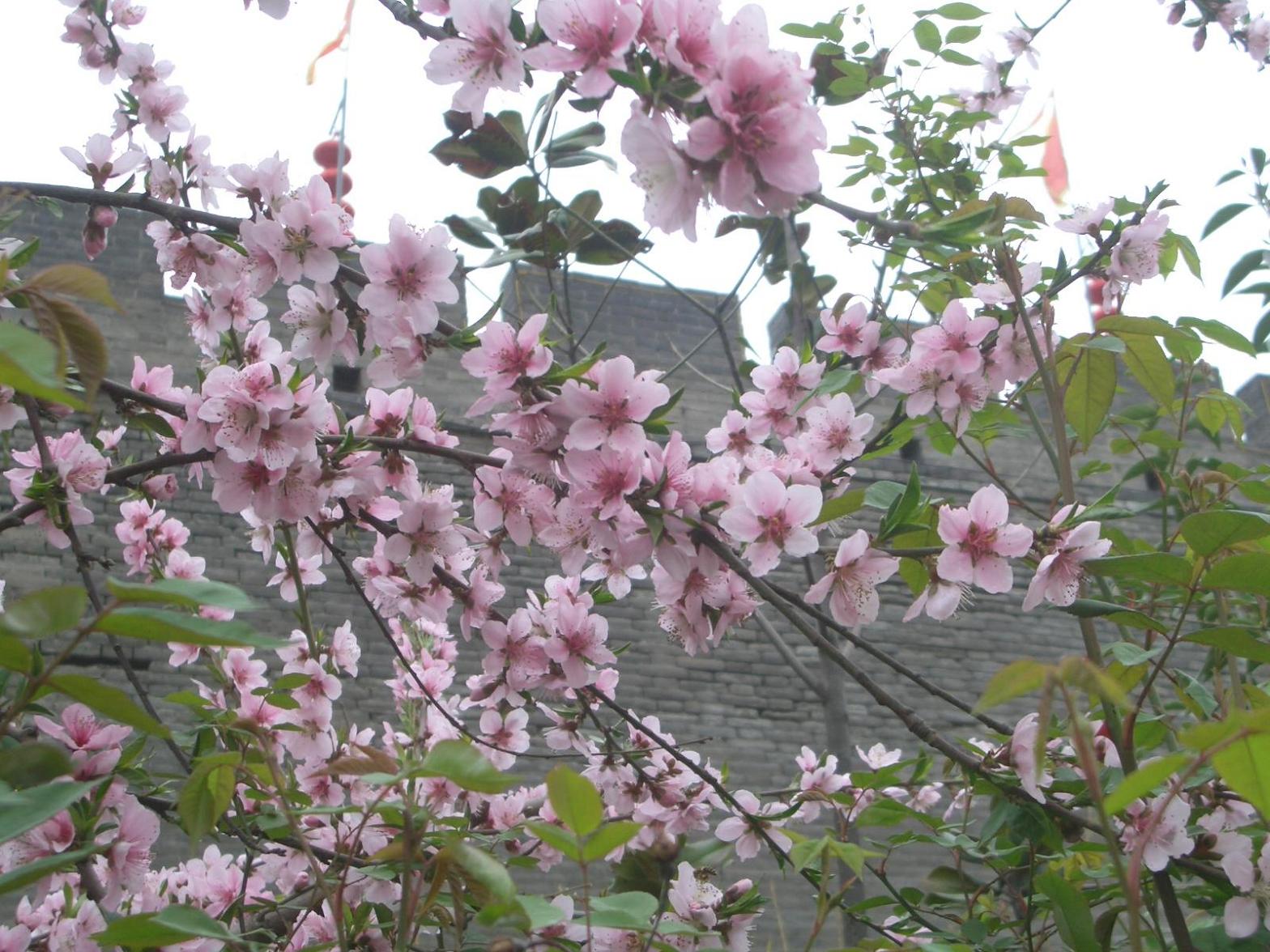 按此在新視窗瀏覽圖片