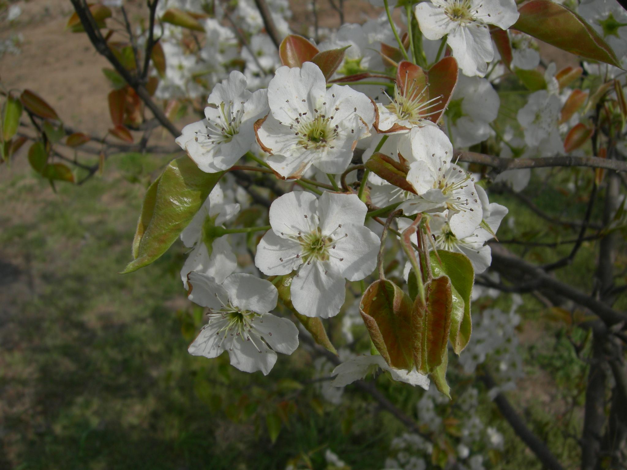 按此在新視窗瀏覽圖片