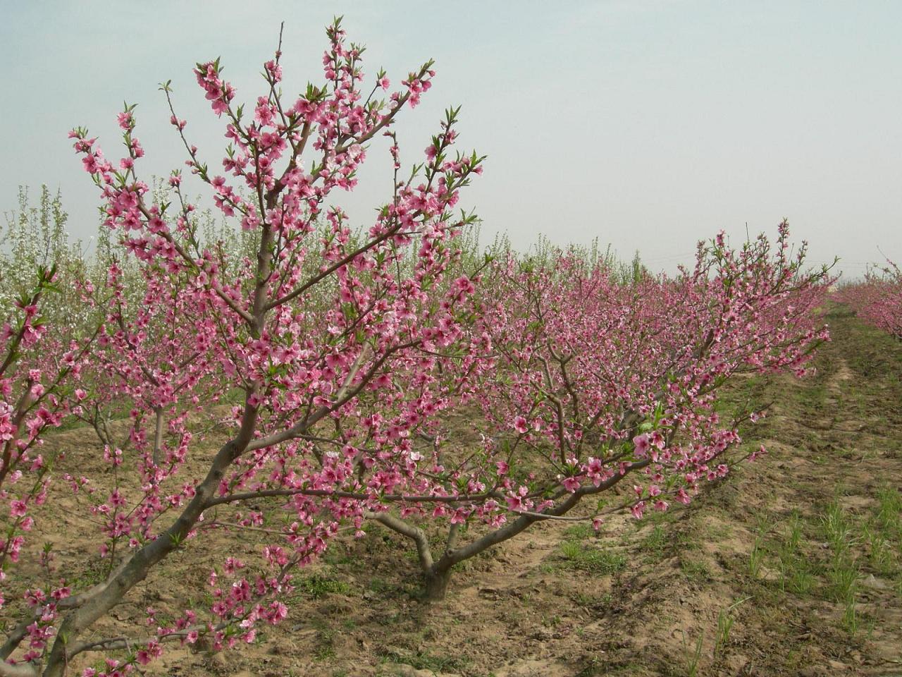 按此在新視窗瀏覽圖片