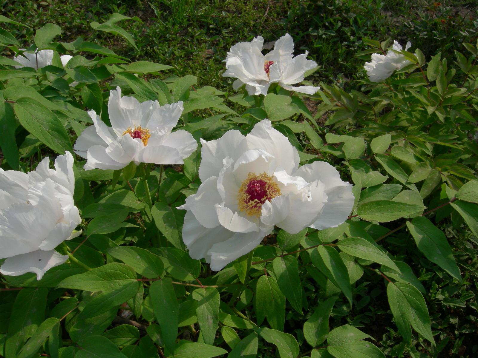 按此在新視窗瀏覽圖片