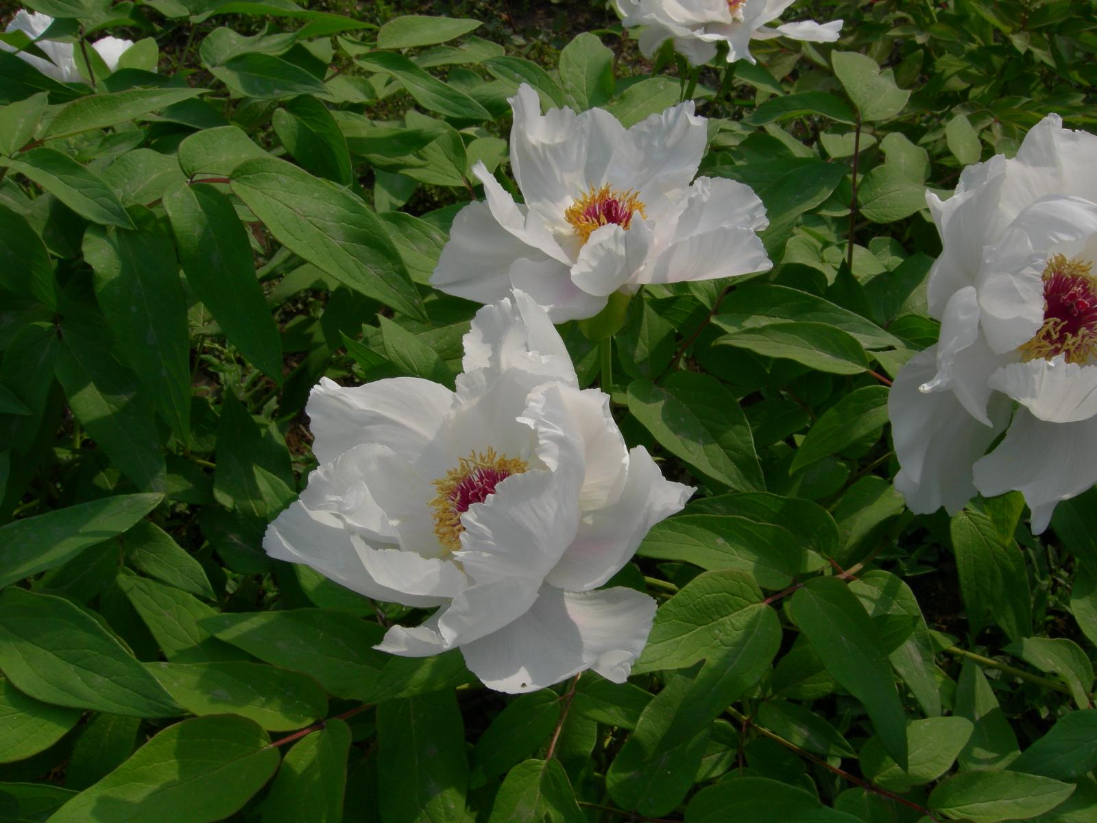 按此在新視窗瀏覽圖片