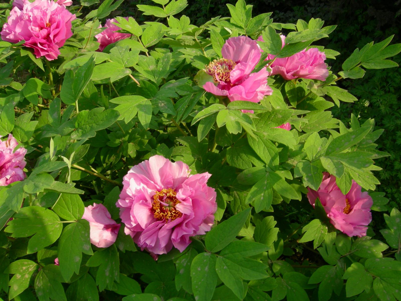 按此在新視窗瀏覽圖片