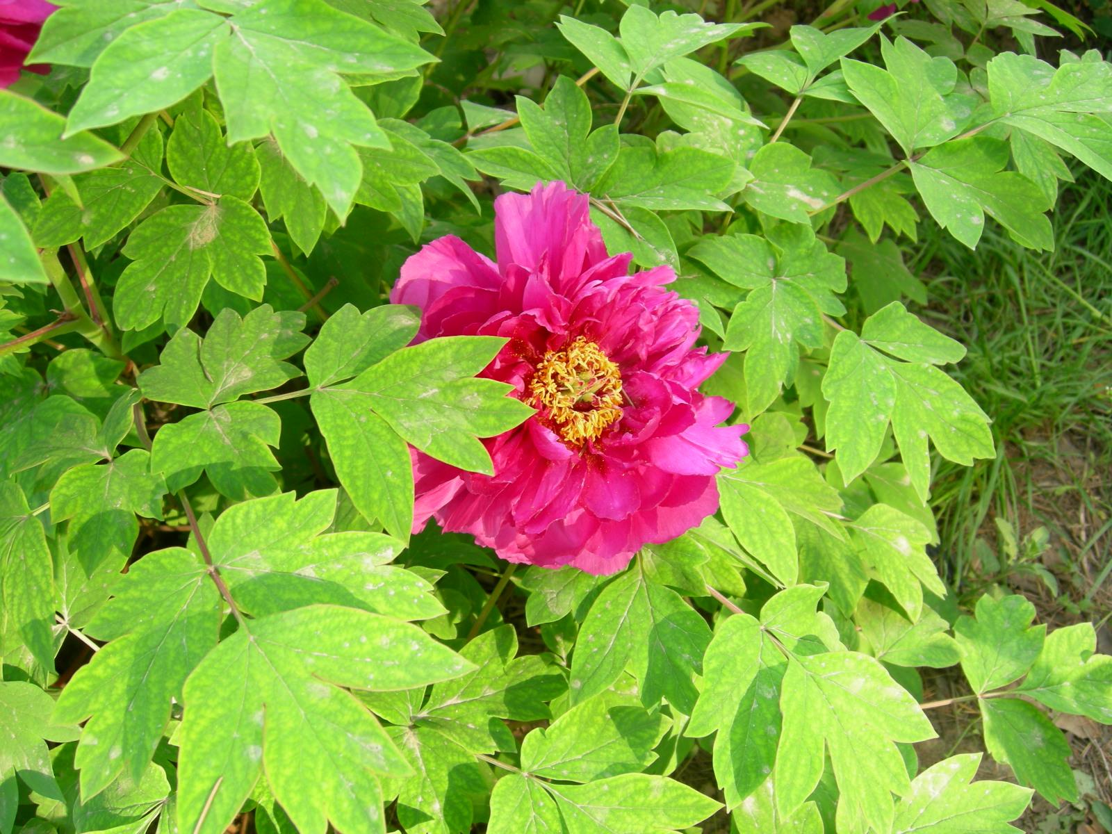 按此在新視窗瀏覽圖片