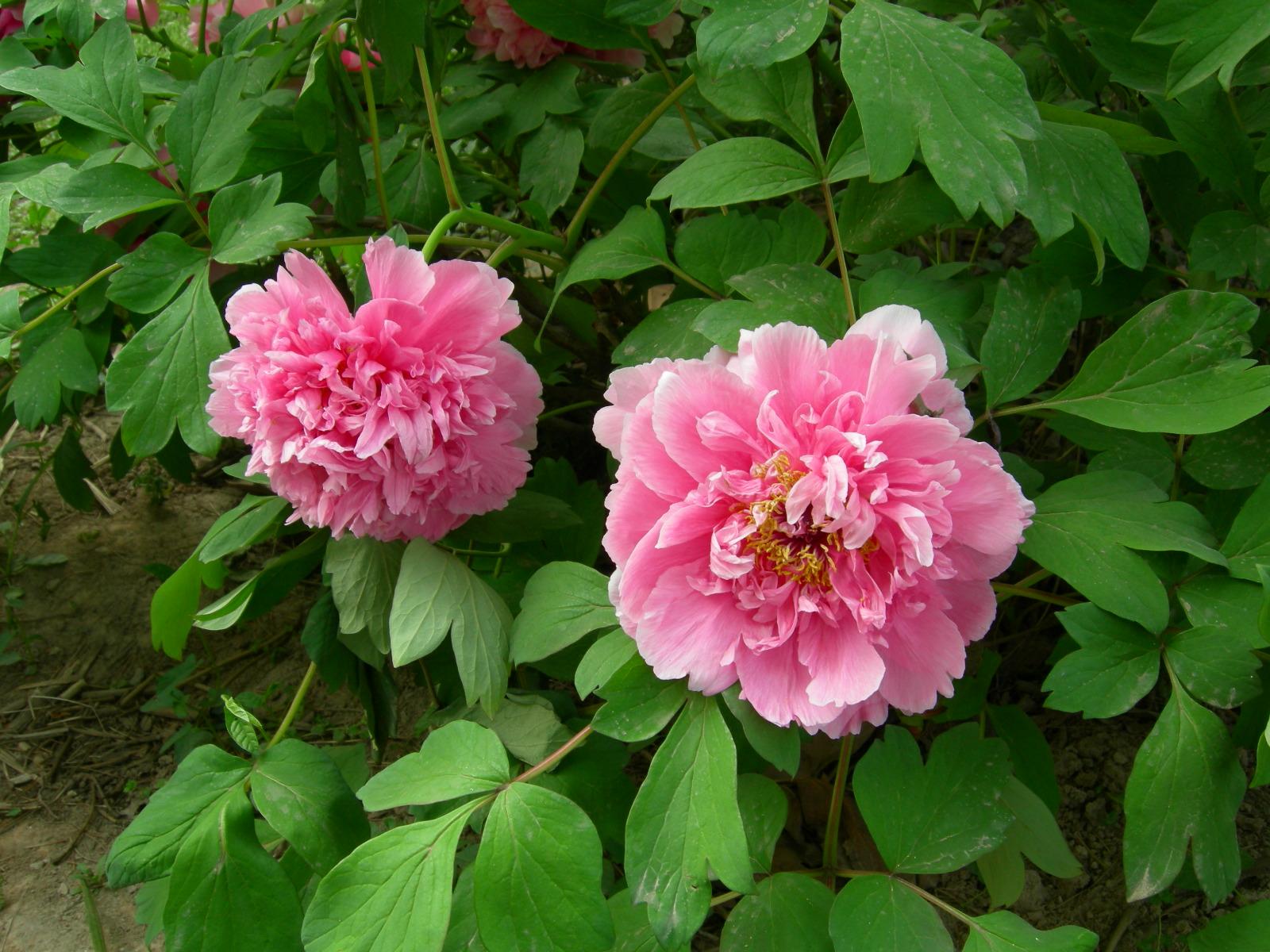 按此在新視窗瀏覽圖片