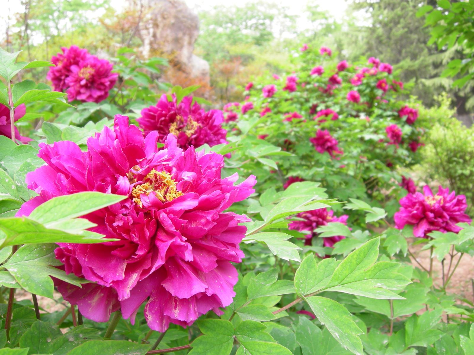 按此在新視窗瀏覽圖片