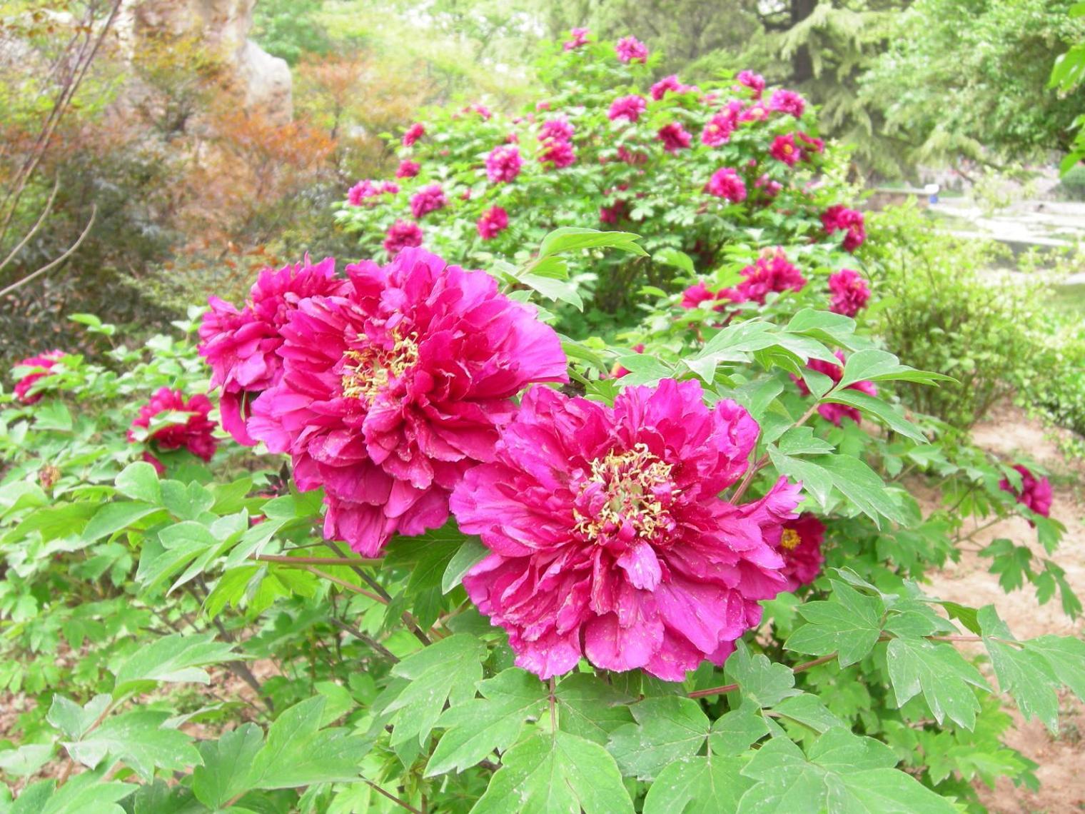 按此在新視窗瀏覽圖片