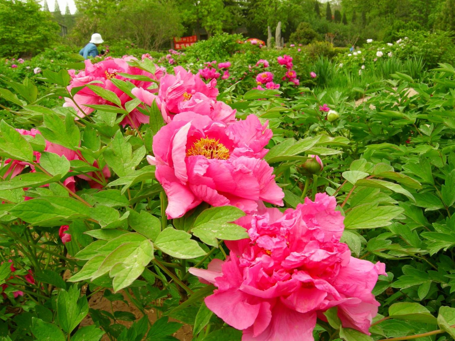 按此在新視窗瀏覽圖片