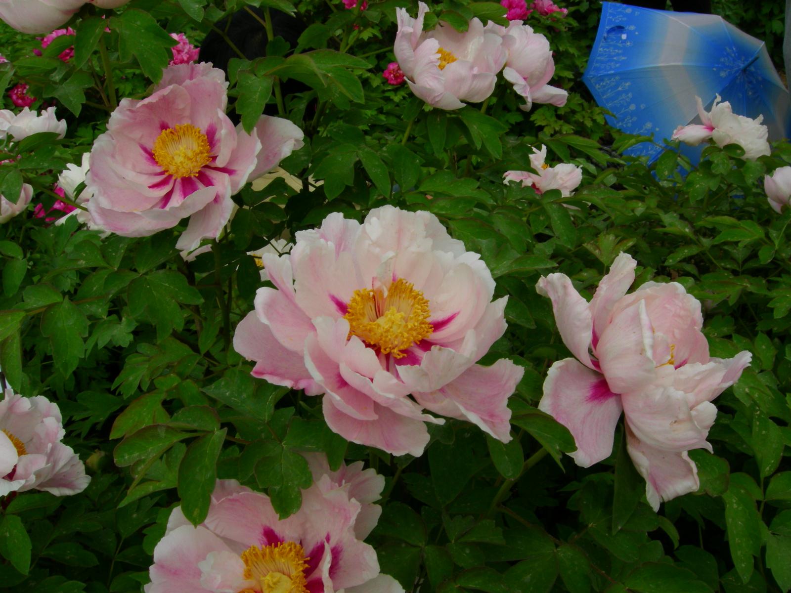 按此在新視窗瀏覽圖片