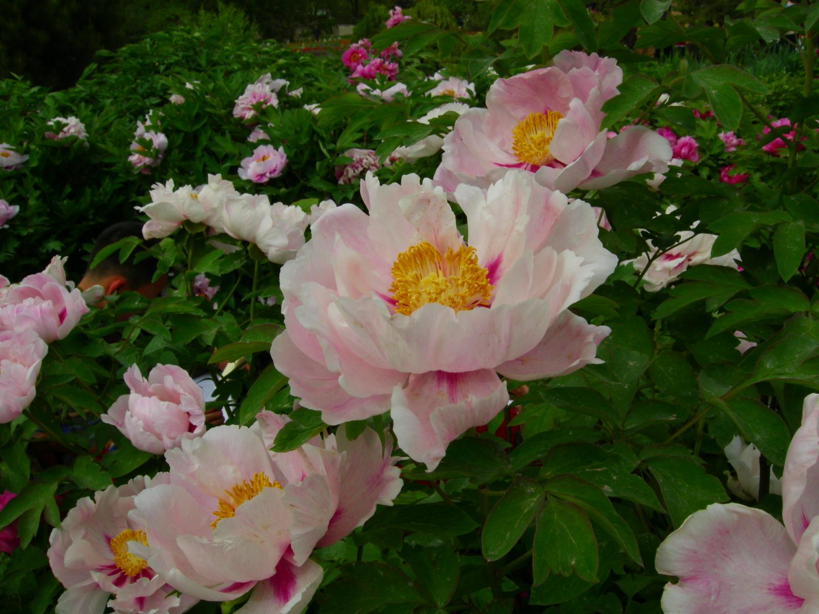 按此在新視窗瀏覽圖片