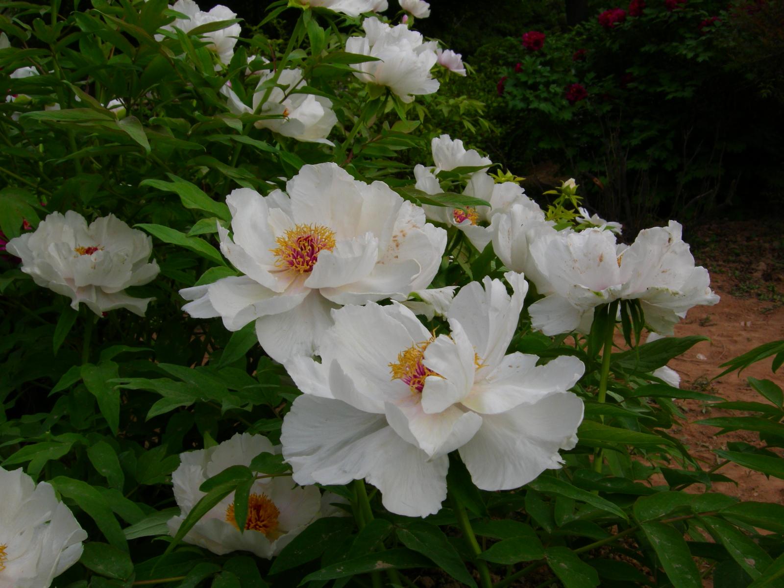 按此在新視窗瀏覽圖片