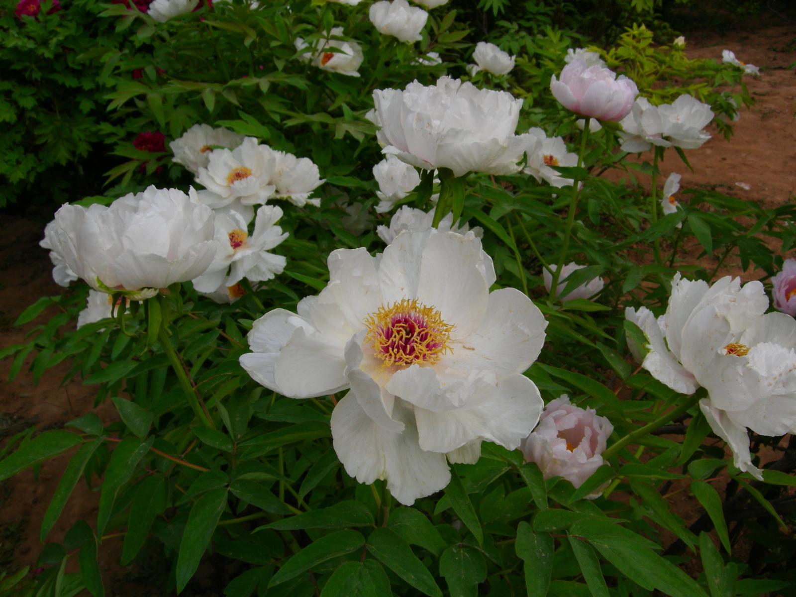 按此在新視窗瀏覽圖片