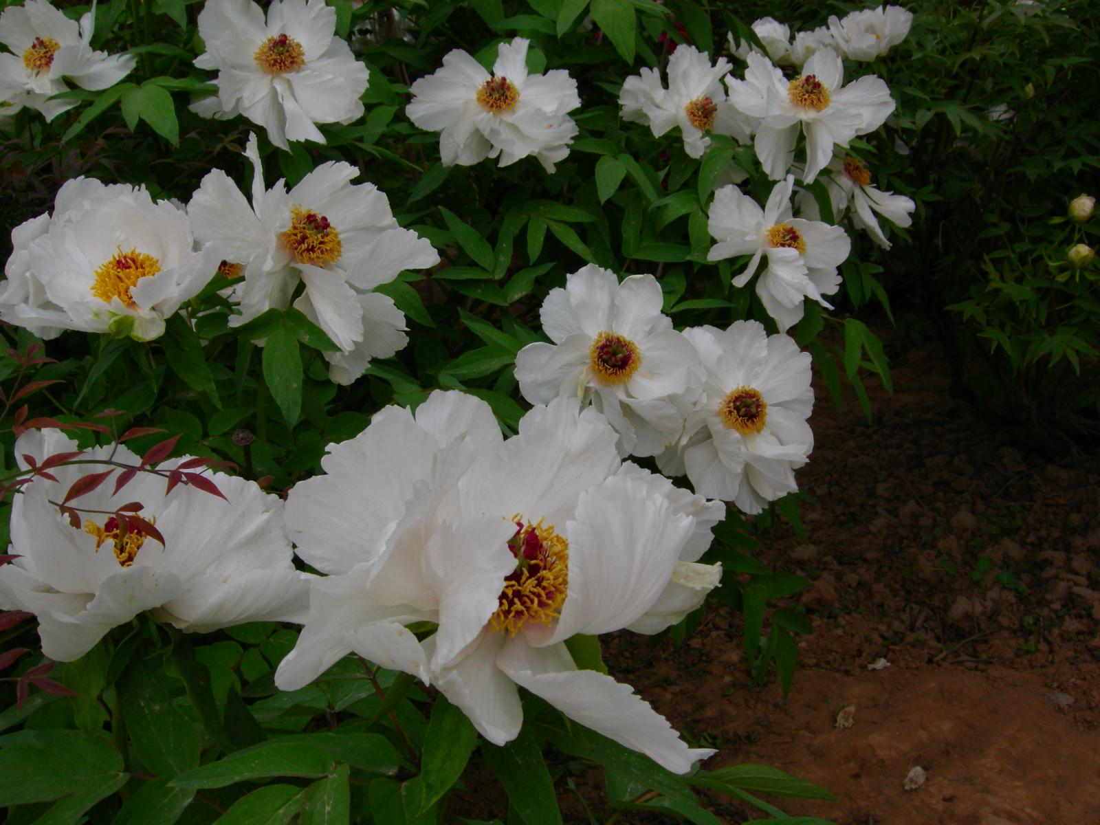 按此在新視窗瀏覽圖片