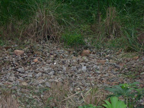 按此在新視窗瀏覽圖片