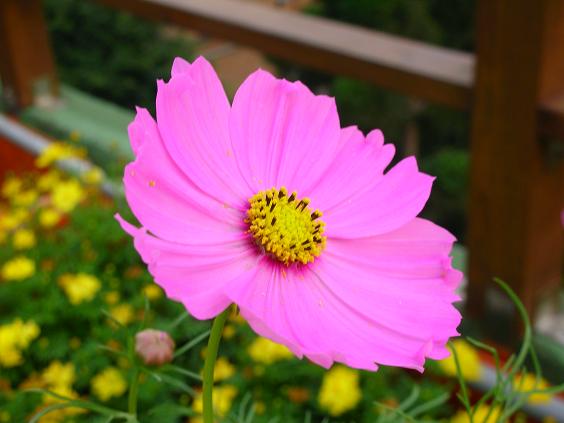 按此在新視窗瀏覽圖片