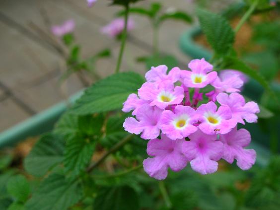 按此在新視窗瀏覽圖片