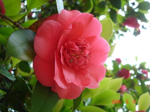 按此在新視窗瀏覽圖片