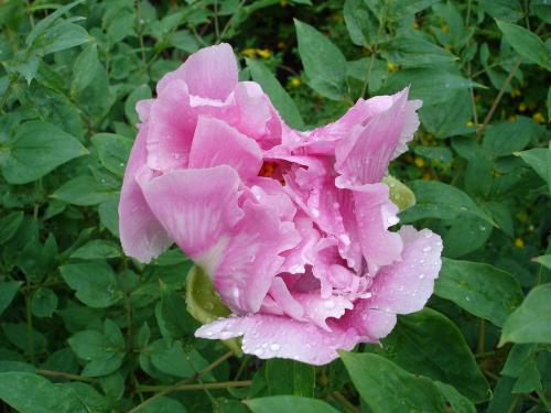 按此在新視窗瀏覽圖片