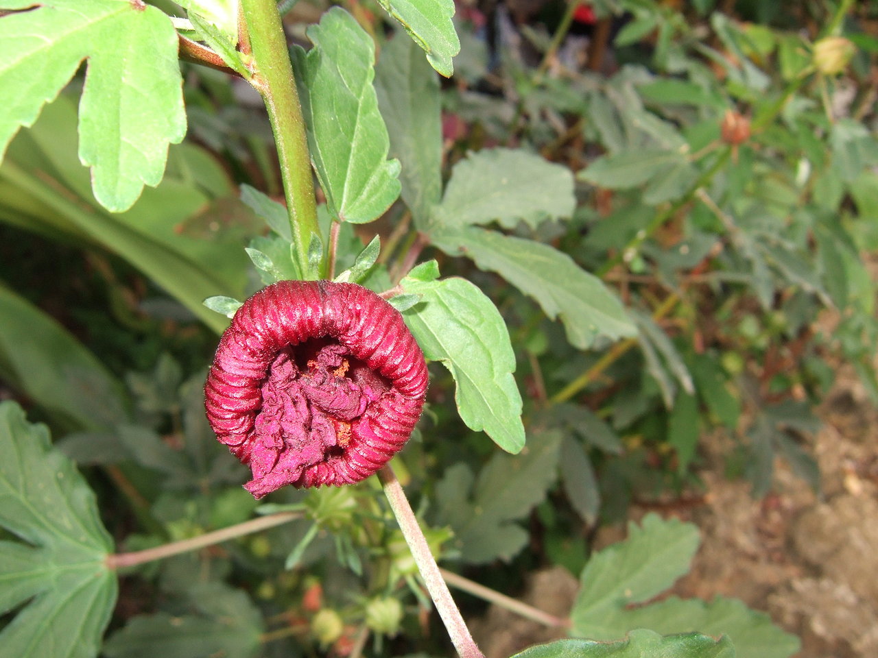 按此在新視窗瀏覽圖片