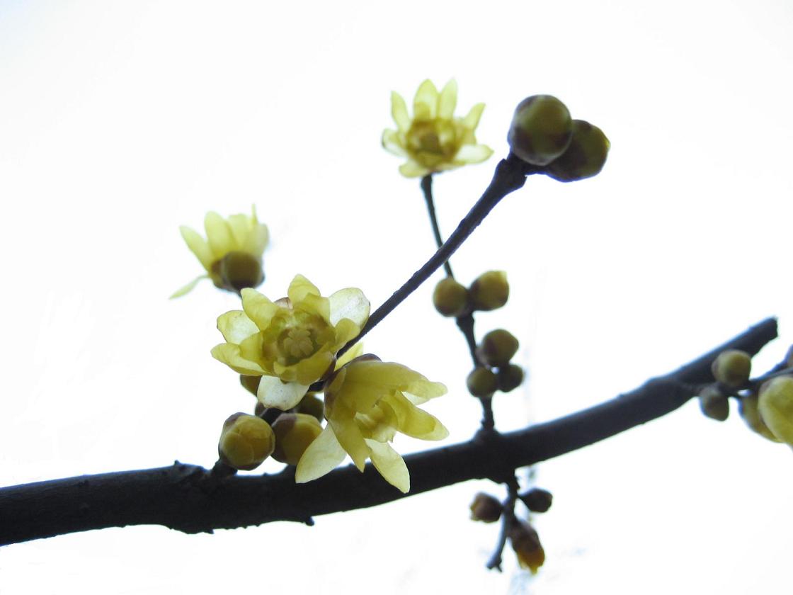 按此在新視窗瀏覽圖片