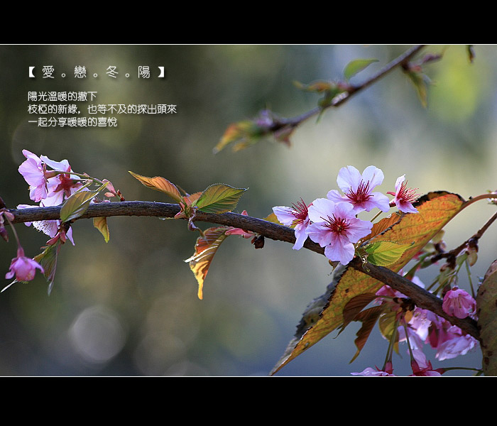 按此在新視窗瀏覽圖片