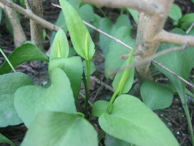 «ö¦¹¦b·sµøµ¡ÂsÄý¹Ï¤ù