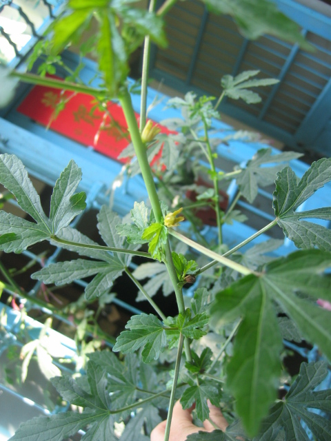 «ö¦¹¦b·sµøµ¡ÂsÄý¹Ï¤ù