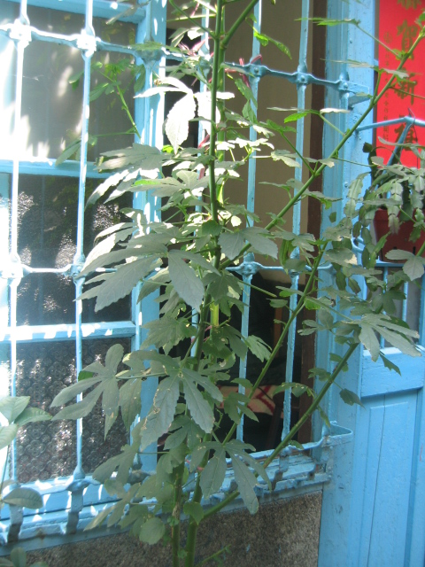 «ö¦¹¦b·sµøµ¡ÂsÄý¹Ï¤ù