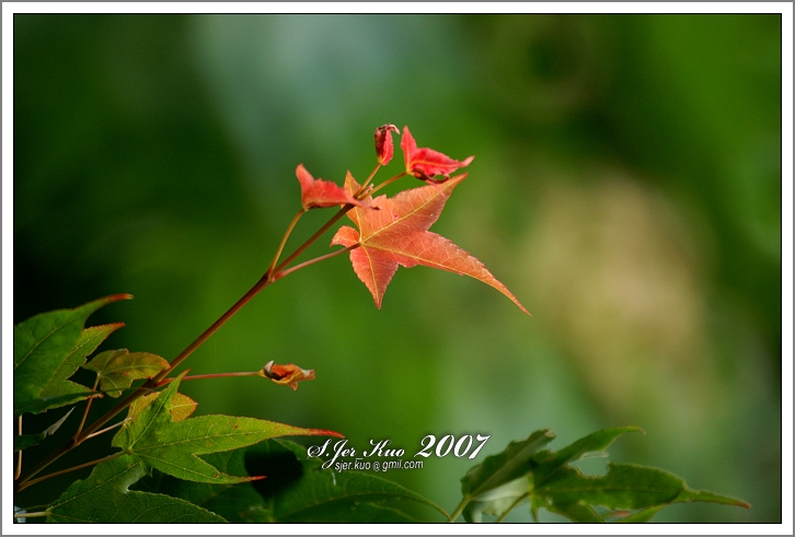 按此在新視窗瀏覽圖片