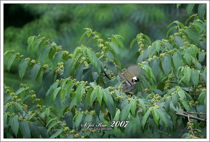 按此在新視窗瀏覽圖片